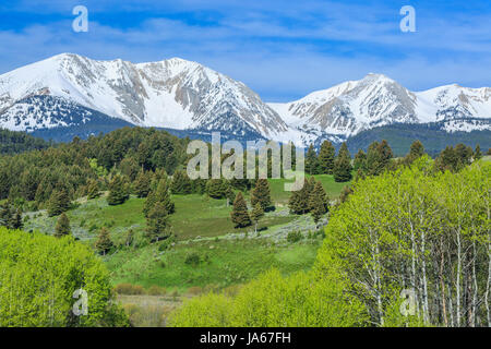 aspen et les contreforts sous le pic enneigé de sacagawea dans la chaîne bridger près de bozeman, montana Banque D'Images