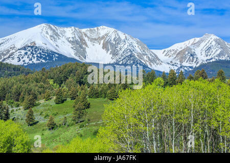 aspen et les contreforts sous le pic enneigé de sacagawea dans la chaîne bridger près de bozeman, montana Banque D'Images