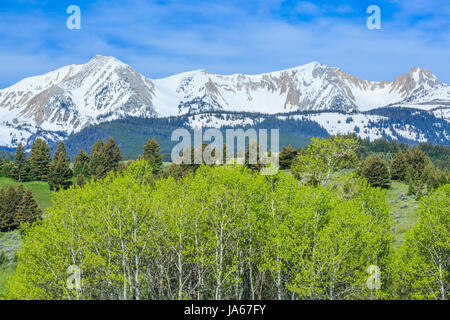 aspen et les contreforts sous les sommets enneigés de la chaîne bridger près de bozeman, montana Banque D'Images