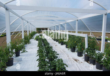 Central Florida home bio jardin avec plantes et légumes à l'arrière-cour pour une saine alimentation et à la coopérative agricole de l'alimentation Banque D'Images