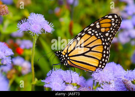 Papillon monarque perché sur bartlettina pourpre des fleurs. Banque D'Images