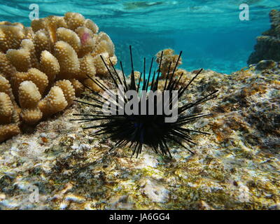 Echinothrix oursin diadema diadema, communément appelé ou de l'oursin oursin bleu-noir, sous-marin , océan Pacifique, Polynésie Française Banque D'Images