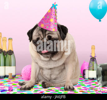 Cute puppy pug dog wearing party hat, couchée sur les confettis, bu du champagne avec gueule de bois, sur fond rose Banque D'Images