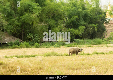 Les buffles et les rizières, a commencé à croître dans la campagne en Thaïlande Banque D'Images