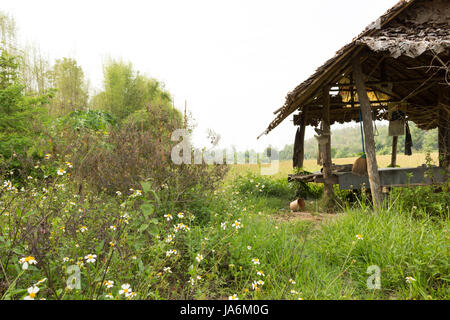 Champs de riz, a commencé à croître dans la campagne en Thaïlande Banque D'Images