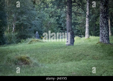 8 août 2017 - Afjord, Nord-trondelag (Norvège) - Le Dragsseidet cemetery est le plus grand exemple de l'ère viking en Norvège de sépulture intacte avec bautas ou pierres tombales. Composée à l'origine d'environ 60 à 40 sépultures restent intacts après compensation plus moderne pour la culture, du logement et de décomposition naturelle. Le cimetière de Dragseidaet est soupçonné d'avoir été utilisé comme un lieu de sépulture d'environ 500 avant J.-C. à environ 1000 AD. Les sites de sépulture sont composés de monticules simple en cercles et triangle de formes avec certains monolithes en pierre d''ou bautas dans une zone d'environ un quart d'acre ou 5000 mètres carrés. St Banque D'Images