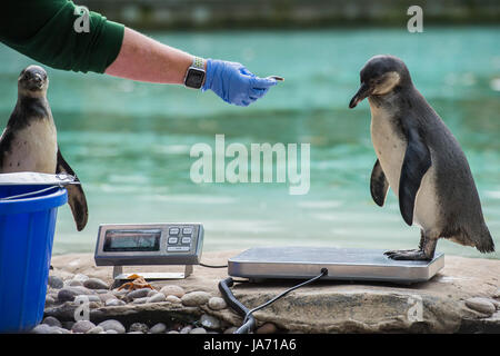 Londres, Royaume-Uni. 24 août, 2017. Les pingouins sont attirés avec des poissons - l'Assemblée peser-dans les documents statistiques de l'état des animaux à ZSL London Zoo. Londres, 24 août 2017 Crédit : Guy Bell/Alamy Live News Banque D'Images