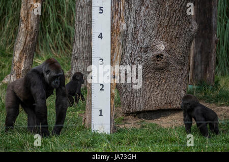 Londres, Royaume-Uni. 24 août, 2017. La pesée annuelle dans les documents statistiques de l'état des animaux à ZSL London Zoo. Londres, 24 août 2017 Crédit : Guy Bell/Alamy Live News Banque D'Images