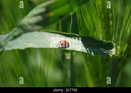 Insectes Coccinelle Rouge sur vert feuille parmi les feuilles d'herbe de Bagatelle Banque D'Images