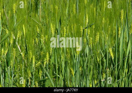 Champ d'orge verte. Beaucoup de grain dans les oreilles. Banque D'Images