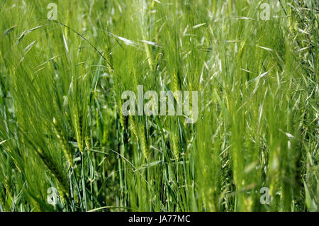 Champ d'orge verte. Beaucoup de grain dans les oreilles. Banque D'Images