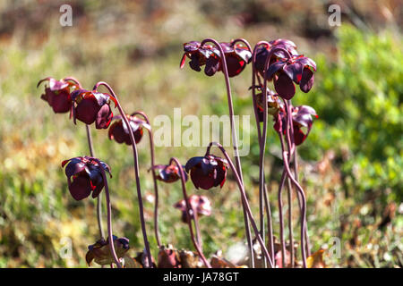 Sarracénie pourpre, plante carnivore Sarracenia purpurea, fleurs Banque D'Images