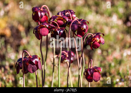 Sarracenia purpurea, Violet sarracénie sarracénie, du nord, ou d'une fleur, la selle est une plante carnivore Banque D'Images