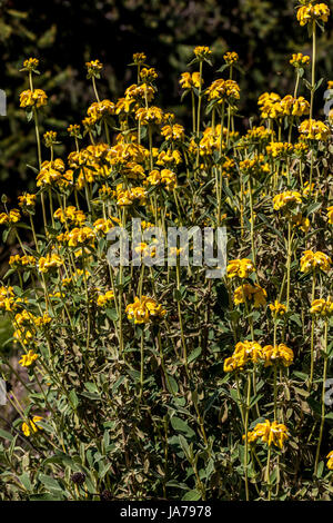 Phlomis fruticosa ou Sauge de Jérusalem Banque D'Images