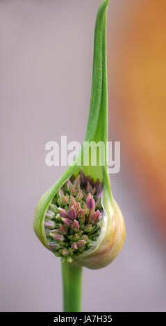 Drumstick Allium sphaerocephalum bourgeon de fleur en fleur au début du printemps Banque D'Images