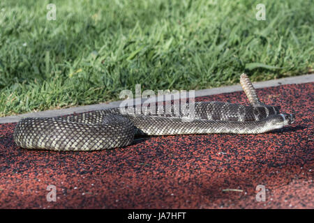 Un serpent à sonnette bagués utilisé dans les chiens avec formation d'aversion Banque D'Images