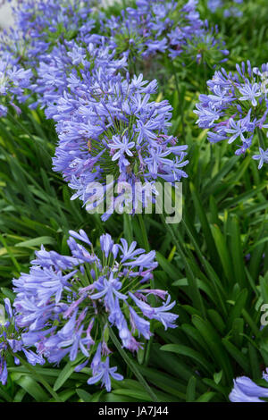 Agapanthus africanus African lilly (floraison) dans un jardin dans le sud de la Californie USA Banque D'Images