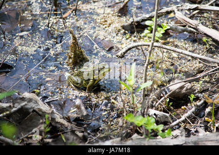 Bullfrog en zone marécageuse humide avec les mauvaises herbes sont la couverture du sol. Banque D'Images