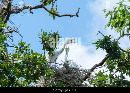 Trois Grande Aigrette Ardea alba, oisillons juvéniles, dans un chêne nid construit avec des branches à Oklahoma City, Oklahoma, USA. Banque D'Images