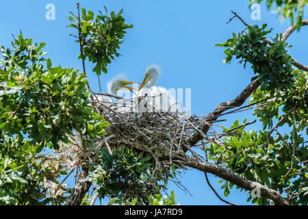 Grande Aigrette Ardea alba oisillons juvéniles, en interaction les uns avec les autres dans un chêne nest à Oklahoma City, Oklahoma, USA. Banque D'Images