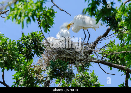 Grande Aigrette Ardea alba, parent femelle, nourrissant ses petits dans un chêne nest à Oklahoma City, Oklahoma, USA. Banque D'Images