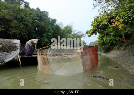 La pêche traditionnelle à l'aide de la loutre loutre formés, dans la rivière de Chitra Narail district. Cette méthode a été pratiquée depuis le 6e siècle dans le var Banque D'Images