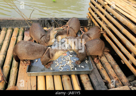 Les loutres formés d'alimentation avant d'aller à la pêche dans la rivière. Narail Bangladesh. Cette méthode a été pratiquée depuis le 6e siècle dans différents p Banque D'Images