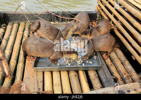 Les loutres formés d'alimentation avant d'aller à la pêche dans la rivière. Narail Bangladesh. Cette méthode a été pratiquée depuis le 6e siècle dans différents p Banque D'Images