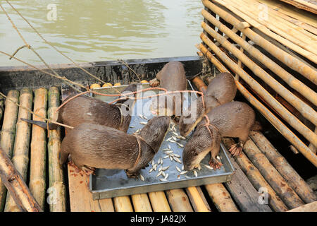 Les loutres formés d'alimentation avant d'aller à la pêche dans la rivière. Narail Bangladesh. Cette méthode a été pratiquée depuis le 6e siècle dans différents p Banque D'Images