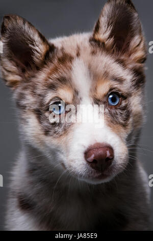 Close-up portrait of a Pomsky chiot aux yeux bleus à directement à l'appareil photo. Banque D'Images