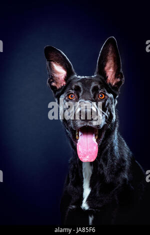Studio portrait d'un berger allemand / pitbull mix à la caméra à tout excité et souriant avec la langue. Banque D'Images