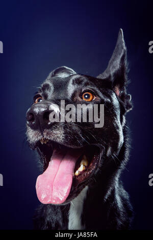 Heureux mélange de berger allemand / pitbull énergiquement à hors-champ et souriant. Une oreille est haut et l'autre est en panne ; l'air alerte. Banque D'Images