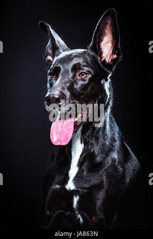 Studio portrait d'un Berger allemand noir / pitbull mix sur un fond sombre. Chien est orienté vers l'avant, souriant et à l'appareil photo. Banque D'Images