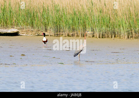 Héron pourpre fermer jusqu'à partir de la rivière Po lagoon, Italie. Des oiseaux migrateurs. Nature italienne Banque D'Images