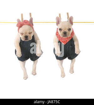 Cute Chiots bulldog français flâner sur la corde à linge isolé sur fond blanc - 10 semaines Banque D'Images