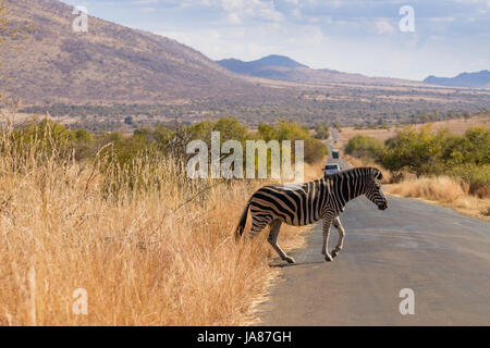 Traverser la route de Zebra Pilanesberg National Park, Afrique du Sud. Safari et animaux sauvages. Equus quagga Banque D'Images