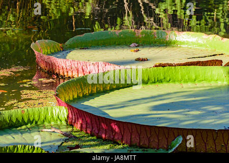 Détail de texture, clolors et la forme de Victoria Amazonica sur un lac Banque D'Images