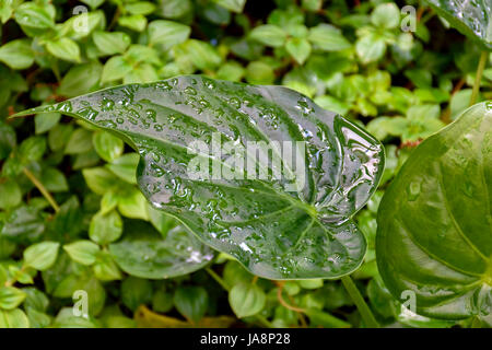 Gouttes d'eau sur les feuilles vert frais Banque D'Images