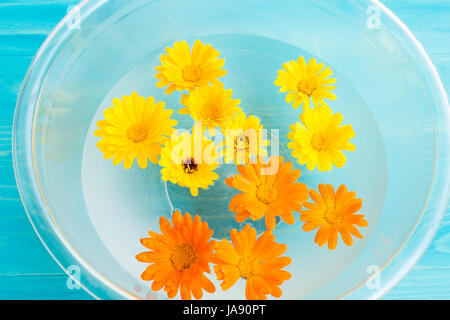 Le Feng Shui, les fleurs de souci dans un bol avec de l'eau sur un fond bleu. Banque D'Images