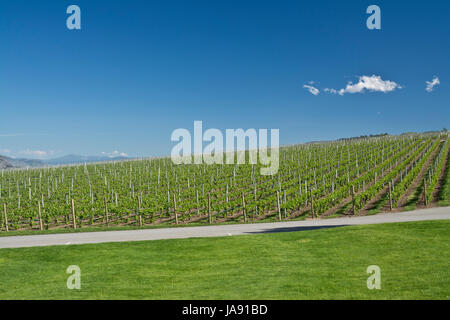 Vignobles de l'Okanagan, en Colombie-Britannique, près de Oliver. Banque D'Images
