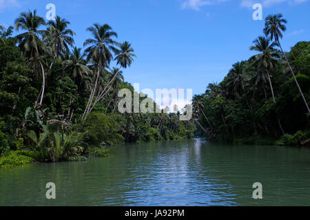 Coco arbres le long de la rivière Loboc dans l'île de Bohol situé dans la région de Visayas central des Philippines Banque D'Images