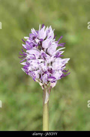 L'Orchidée singe - Orchid simia Banque D'Images