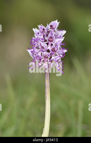 L'Orchidée singe - Orchid simia - Kent Banque D'Images