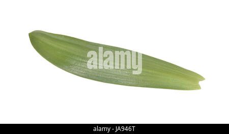 Orchidée - Orchis militaris militaire Banque D'Images