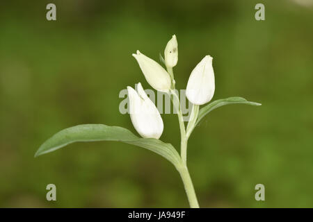 - Cephalanthera damasonium cephalanthère blanc Banque D'Images