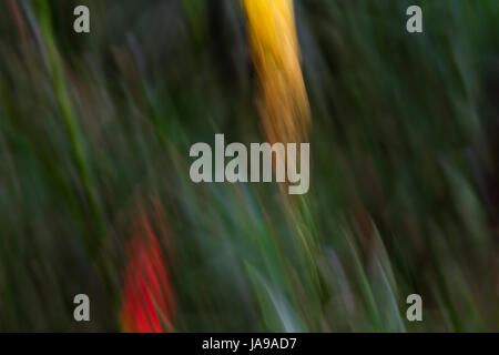 L'abstraction à l'aide de fleurs jaune et rouge Banque D'Images