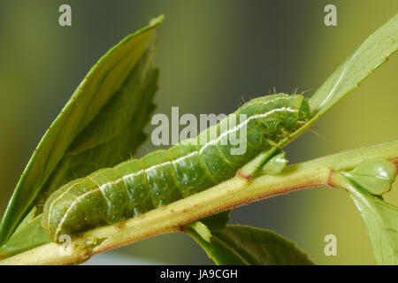 Chenille arpenteuse du chou Banque D'Images