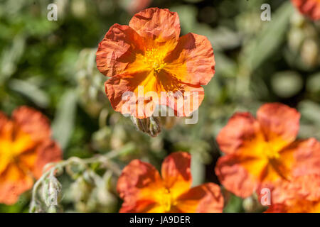 Rock Rose Helianthemum nummularium 'Fire Dragon' Banque D'Images