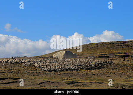 Troupeau de moutons près de Porvenir, Patagonie, Chili Banque D'Images