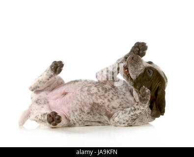 Chiot ludique - german short haired pointer chiot portant à l'arrière isolé sur fond blanc - 5 semaines Banque D'Images